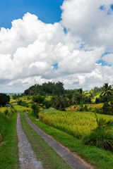 Dirt road in rice terraces. Rice Terraces Landscape.