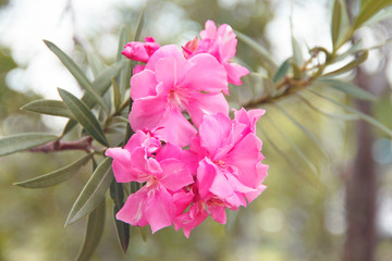 Beautiful of Oleander flower with blur background.