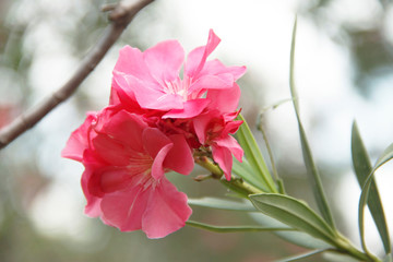 Beautiful of Oleander flower with blur background.