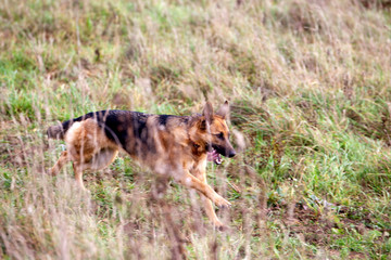 Fototapeta premium Dog breed German Shepherd running on the field in autumn. Coursing