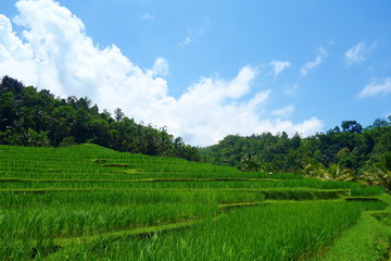 Fototapeta na wymiar Countryside of Bali filled with Rice Terraces and palm trees, Jatiluwih , Indonesia