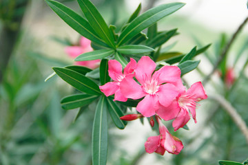 Beautiful of Oleander flower with blur background.