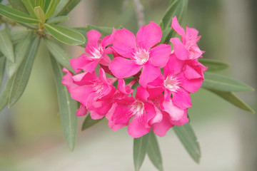Beautiful of Oleander flower with blur background.