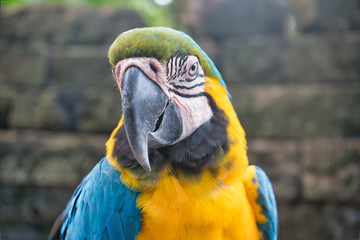 A blue and yellow macaw parrot closeup