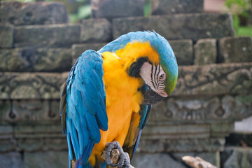 A blue and yellow macaw parrot closeup