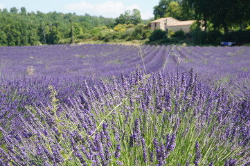 Naklejka na ściany i meble Lavendelfeld in Provence