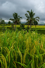 Rice Terraces Landscape. Close-up. Bali, Indonesia