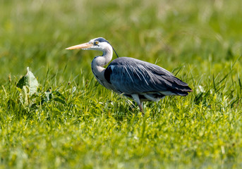 Gray Heron