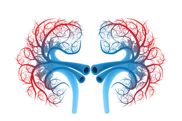 Human kidney anatomy