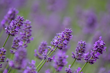 Fototapeta premium Prächtig violette Lavendelblüten heißen den Sommer willkommen