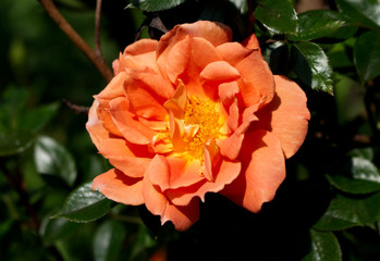 Closeup beautiful orange rose Bridge of Sighs,photographed in the organic garden with blurred foliage.Nature and rose concept.
