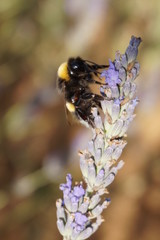 Biene an Lavendel