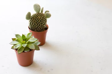 Fototapete Toilette Two small pots of cacti and succulents stand on a white or gray modern concrete background. Cactus Opuntia, crassulaceae. Copy space for your text, top and side view  © Ekaterina