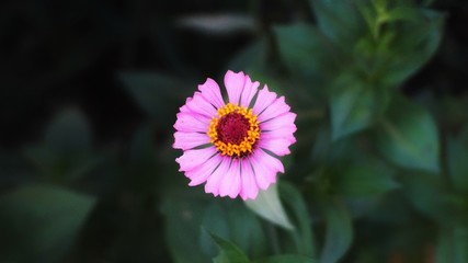 Obraz premium Zinnia flower in the garden 