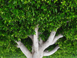 Ein im Freien gepflanzter Ficus als Schattenspender