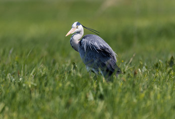 Gray Heron