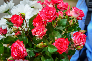 Beautiful fresh pink spray roses in a bouquet lie on a bench close-up