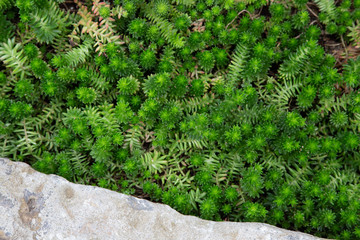 Villadia.Villadia batesii.Crassulaceae.C. Mexique.Mexico