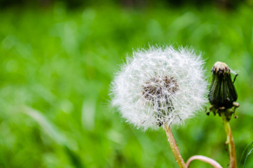 White flower blooming dandelion