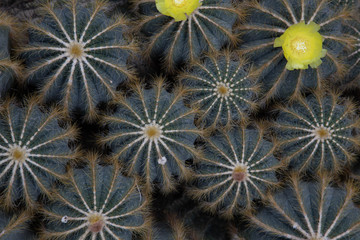 Parodia magnifica Cactaceae