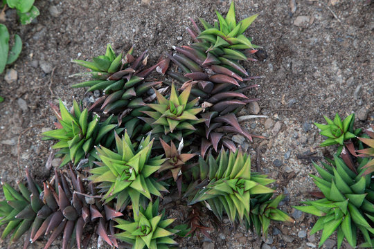 Haworthia Star cactus viscosa Liliaceae