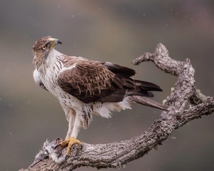 Bonelli's eagle looking around on a branch