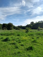 landscape with trees and blue sky