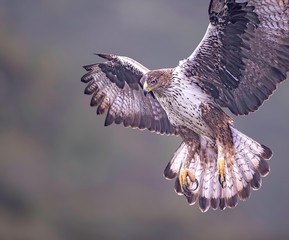 Bonelli's eagle in flight looking at a landing position