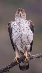 Bonelli's eagle looking at you straight in the eye