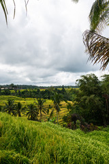 Obraz premium Beautiful View of the Rice Terraces on a Summer Day. Rice Terraces Landscape.
