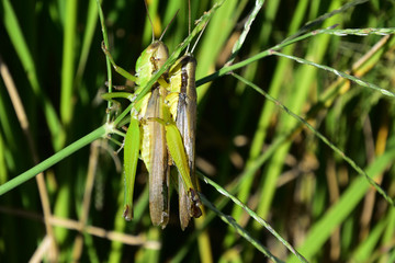 Rice filed, the harvest season