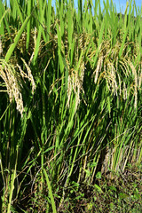 Rice filed, the harvest season
