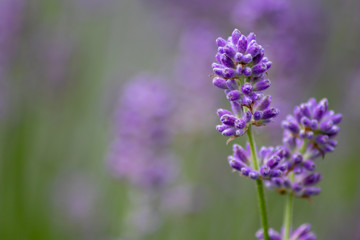 Fototapeta na wymiar Prächtig violette Lavendelblüten heißen den Sommer willkommen