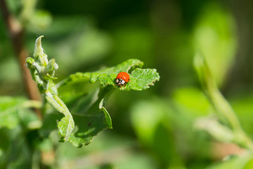 Nature flora plant colorful outdoor botanic