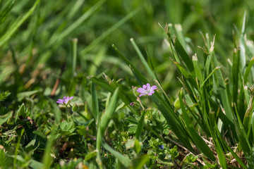 Nature flora plant colorful outdoor botanic