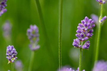 Obraz premium Prächtig violette Lavendelblüten heißen den Sommer willkommen