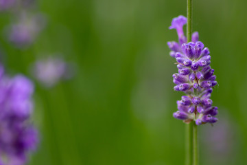 Fototapeta na wymiar Prächtig violette Lavendelblüten heißen den Sommer willkommen