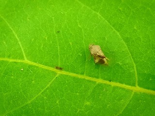 yellow insect bug on green leaf