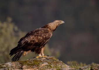 Golden eagle on the watch for food