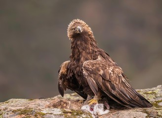 Golden eagle photographed from a hide in Spain