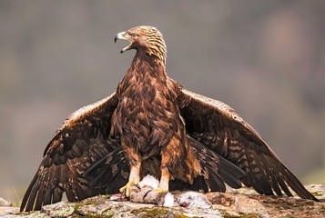 Golden eagle photographed from a hide in Spain