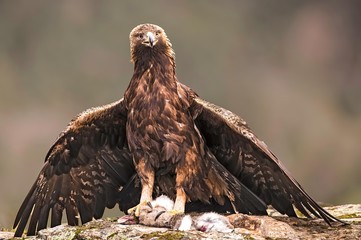 Golden eagle photographed from a hide in Spain