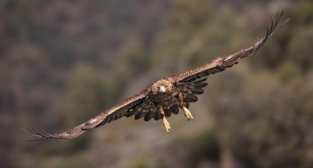 Golden eagle photographed from a hide in Spain