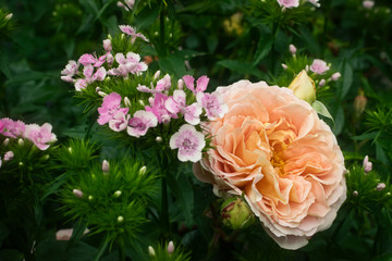 Gefüllte Rosenblüte in Rosa