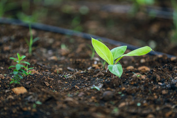indina agriculture ,  banana field