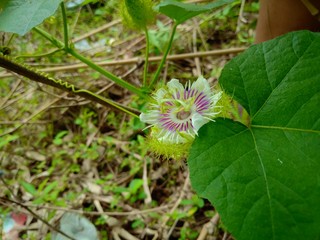 Fetid passionflower, Scarletfruit passionflower, Stinking passionflower (Passiflora foetida)