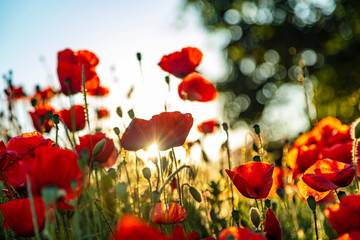 Field Of Red Poppies on sunset time 