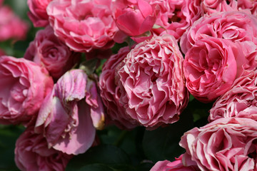 a bunch of red roses