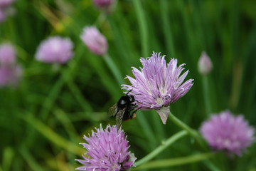 Obraz premium a bumble bee on a chive blossom with green background and shadows
