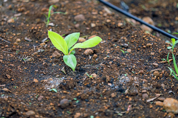 indina agriculture ,  banana field